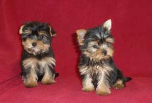 de vanzare pui de yorkshire terrier mini toy