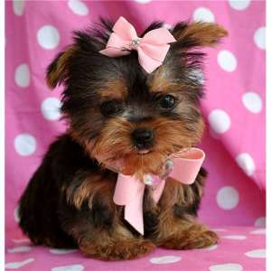 ceașcă de ceai Yorkshire terrier pui cu pedigree