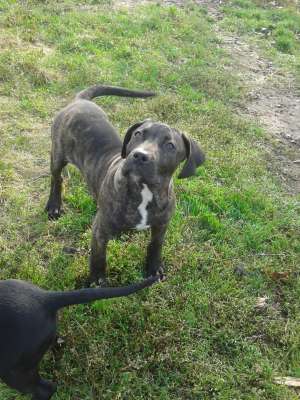 VAND PRESA CANARIO