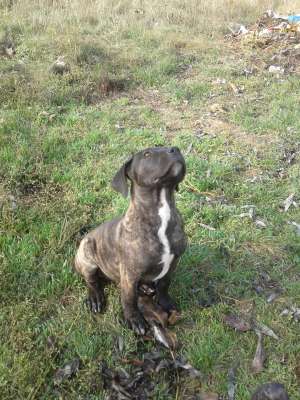 VAND PRESA CANARIO