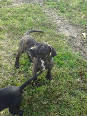 VAND PRESA CANARIO