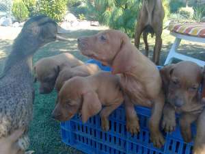 Vizsla maghiara de vanzare