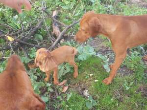 Vizsla maghiara de vanzare