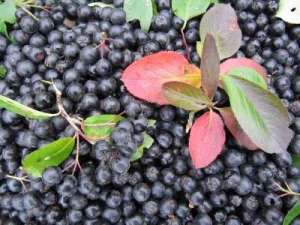 Vindem puieti de aronia!!!