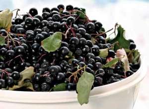 Vindem puieti de aronia!!!