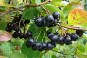 Vindem puieti de aronia!!!