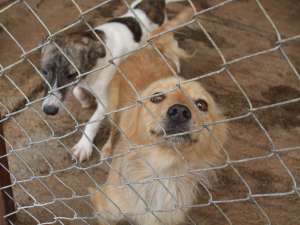 Adopta un suflet