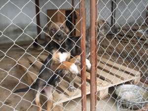 Adopta un suflet