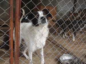Adopta un suflet