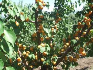 POMI FRUCTIFERI
