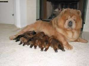 pui chow chow super fruosi ieftin