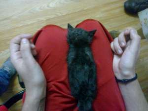 Caut stapan