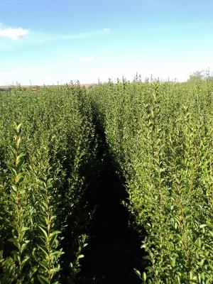 VAND LIGUSTRUM OVALIFOLIUM