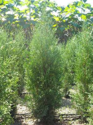 Thuia Occidentalis Fastigiata