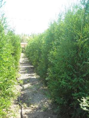 Thuia Occidentalis Fastigiata