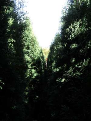 Thuia Occidentalis Fastigiata