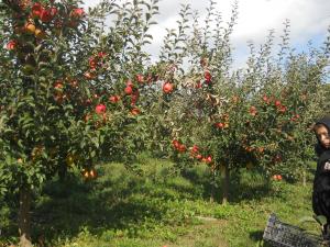 V�ND POMI FRUCTIFERI RADAUTI,           SUCEAVA
