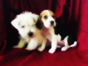 beagle, westie