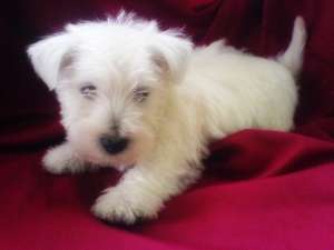 beagle, westie