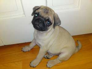 vand pui mops / pug bej