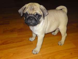 vand pui mops / pug bej