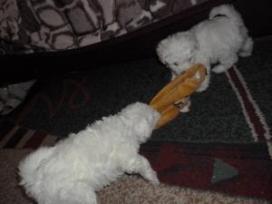 Vand catei Bichon frise