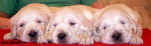 Pui Golden Retriever Deosebiti