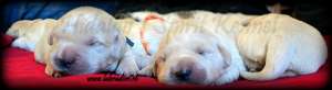 Pui Golden Retriever Deosebiti