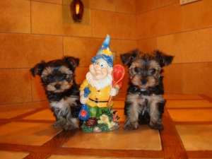 Vand pui de YORKSHIRE TERRIER TOY