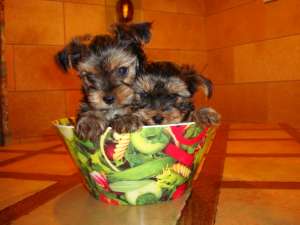 Vand pui de YORKSHIRE TERRIER TOY