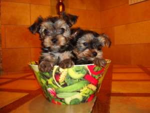 Vand pui de YORKSHIRE TERRIER TOY