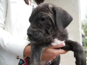 catei cane corso cu pedigree
