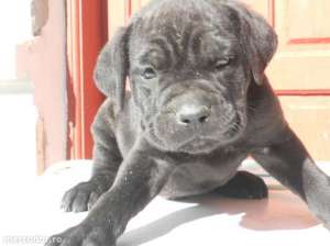 catei cane corso cu pedigree