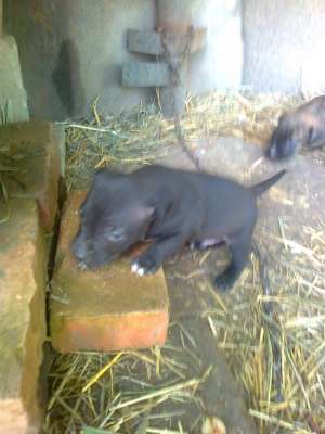 vand pui amstaff