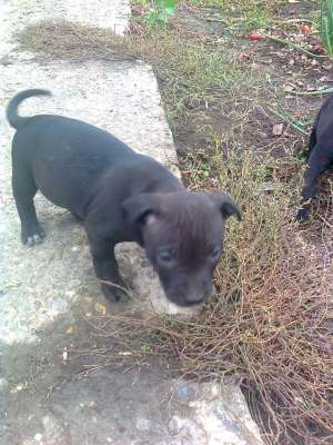 vand pui amstaff