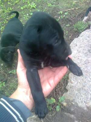 vand pui amstaff