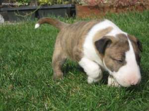 mascul bullterrier