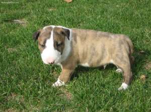 mascul bullterrier