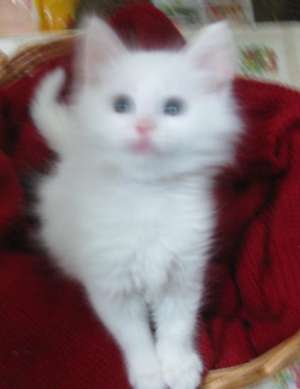 Vand pisica rasa angora turceasca