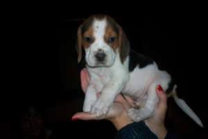 Pui beagle frumosi si jucausi