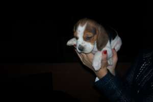 Pui beagle frumosi si jucausi