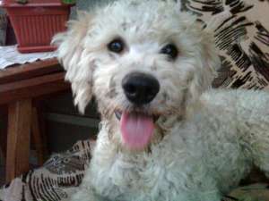 Vand lagotto