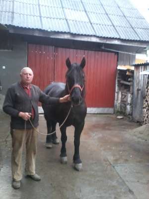 Vand iapa neagra