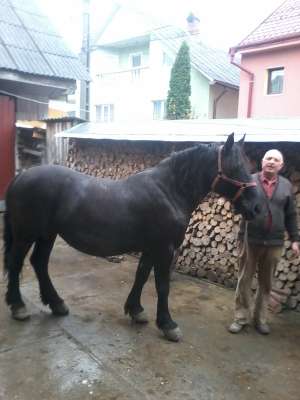 Vand iapa neagra