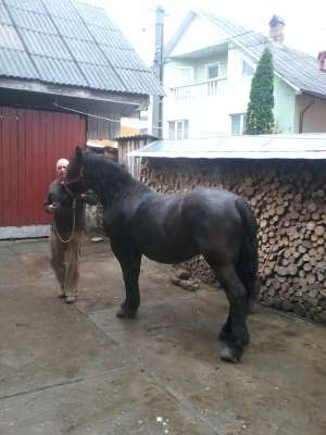 Vand iapa neagra