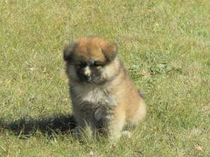 Vand pui Akita Inu