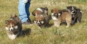 Vand pui Akita Inu