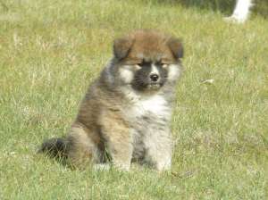 Vand pui Akita Inu