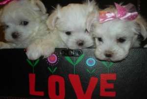 vand pui bichon maltese toy