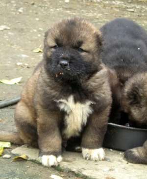 PUI CIOBANESC CAUCAZIAN CU PEDIGREE